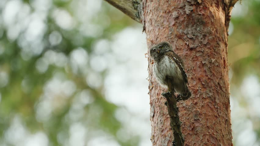 Beautiful Eurasian Pygmy Owl (Glaucidium passerinum) On A Moving Tree Branch In Forest Royalty-Free Stock Footage #1102658237