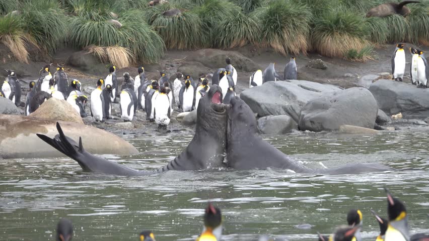 Young Elephant Seals playing, South Georgia Island
Elephant Seals wildlife, Antarctica,4K,2023
