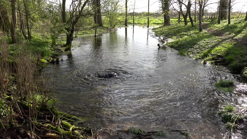 An Active Spring. The Source Of The River Thames Starting In The Cotswold Countryside. Royalty-Free Stock Footage #1102663955