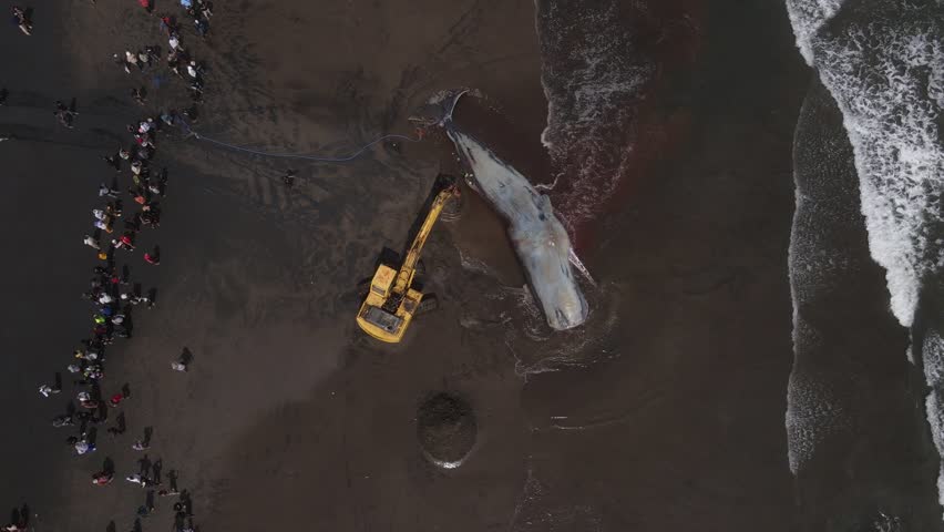 Dead Sperm  Whale near  Bali coastline