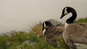 Beautiful Canada goose family walking in the wild with two goslings. 4k video