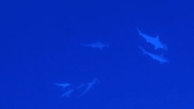 Underwater life of the Red Sea.
Egypt. Hammerhead shark