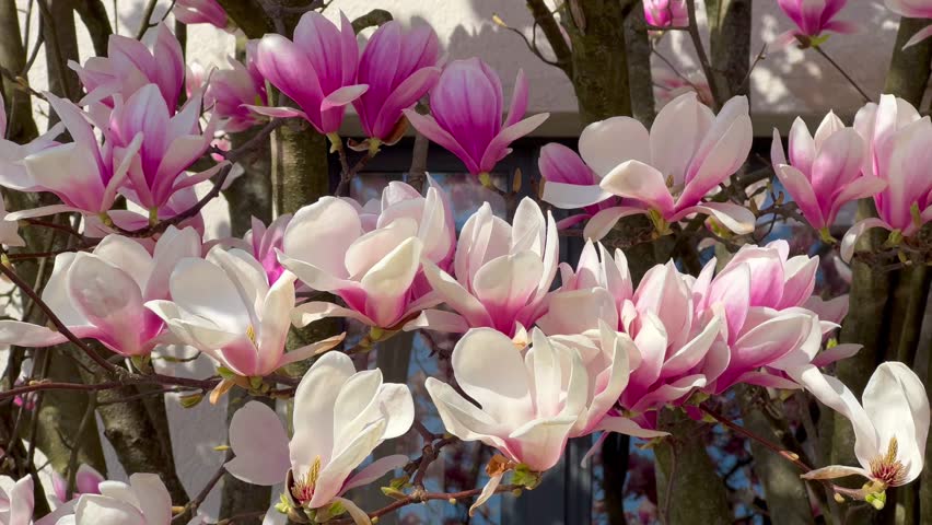 Blooming magnolia tree pink flowers spring season in park on sunny day. First spring flowers. Floral backdrop. Botanical garden concept. Tender bloom. Aroma and fragrance. Botany and gardening. 