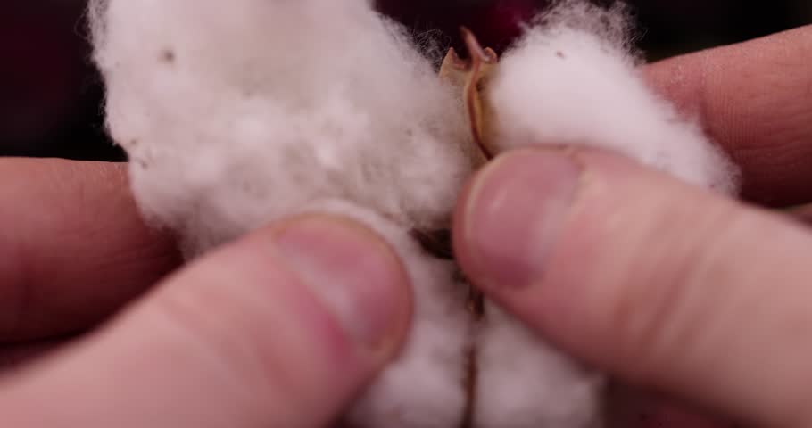 old dirty cotton flower with crumbs of dried roses and flowers, white authentic cotton close-up with other dry flowers