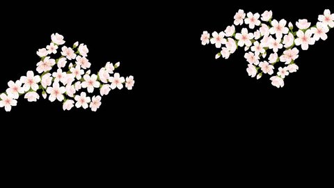 Cartoon Cherry trees bloom on a transparent background. Women's Day, Valentine's Day, and Wedding Day animation. Key color, Chroma key. Adlı Stok Video