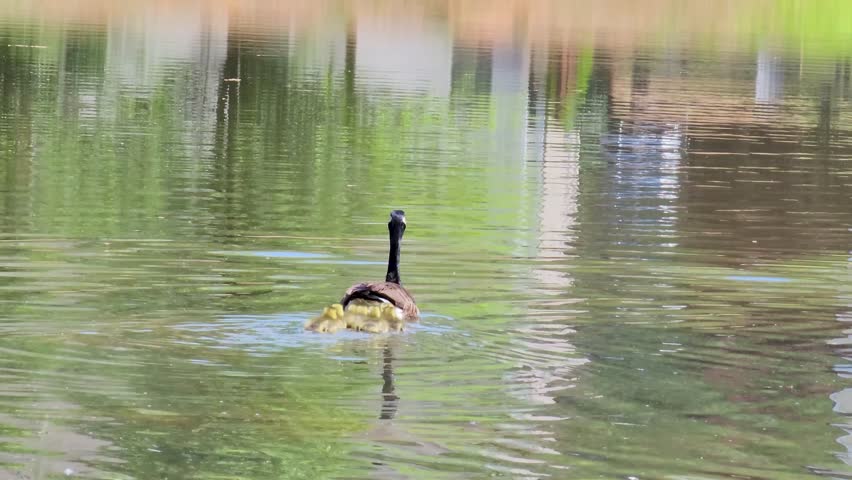 footage of two canadian geese swimming across the rippling waters of a lake with several yellow goslings in Marietta Georgia USA