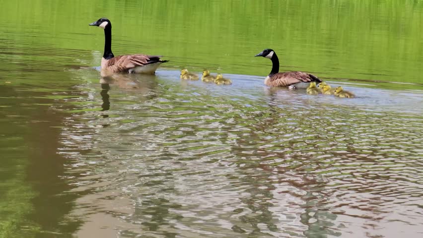 Two canadian geese swimming across the rippling waters of a lake with several yellow goslings and lush green grass and plants in Marietta Georgia USA