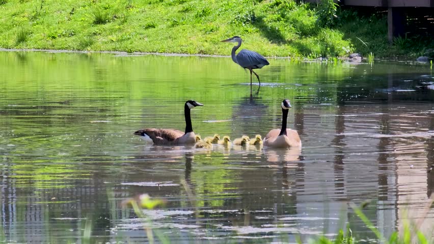 footage of two canadian geese swimming across the rippling waters of a lake with several yellow goslings and lush green grass and plants and a gray heron bird in Marietta Georgia USA