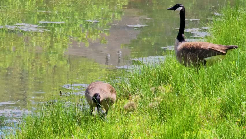 footage of two canadian geese swimming across the rippling waters of a lake with several yellow goslings and lush green grass and plants and a gray heron bird in Marietta Georgia USA