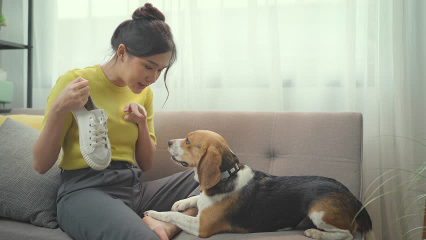 The dog feels remorseful after biting a shoe in the living room. Owner teaching her dog in living room.