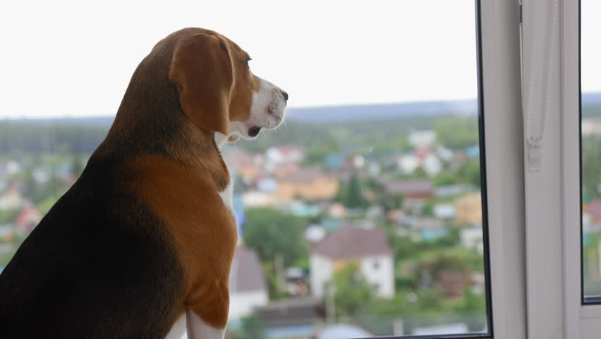 Purebred dog obediently sits window, looking through transparent glass city from a height. Curious beagle watches what is happening on street from the window of tall multi-storey building Royalty-Free Stock Footage #1102679773