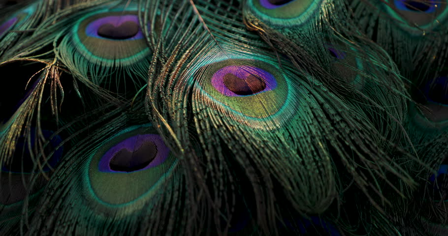 India, 17 April, 2023 : Peacock feather background.