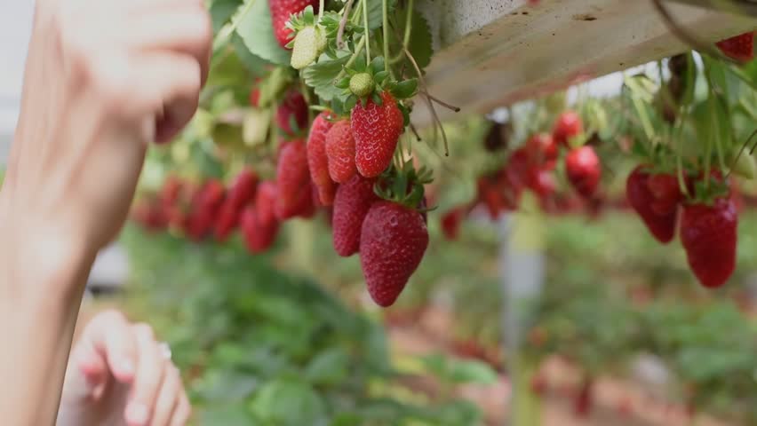 Hands of farmer with plate of ripe and red strawberries. Harvest collected and grown in greenhouses in farm at height of two levels. Fresh organic strawberries berry