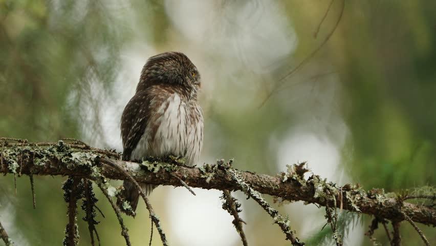 Close Up Shot Of A Beautiful Eurasian Pygmy Owl (Glaucidium passerinum) On A Tree Branch In Forest Royalty-Free Stock Footage #1102682547