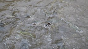 Fish feeding concept, feeding food to fish in pond of slow motion video, close up water in pond and fish eating food, spash of water slow up in rural or countryside, fish farm animal agriculture