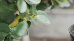 BNB coins are placed on soil in pots and small plants. The growth of the binance coin Concept. - Powered by Shutterstock - Get 15% off with code: PIKWIZARD15