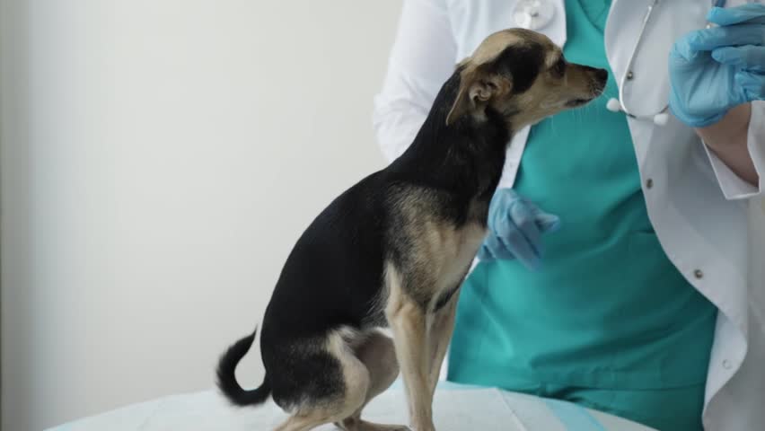 veterinary medicament,pet pharmacy, veterinarian gives a pill to a dog, treatment and care for the health of puppies, medicine for worms