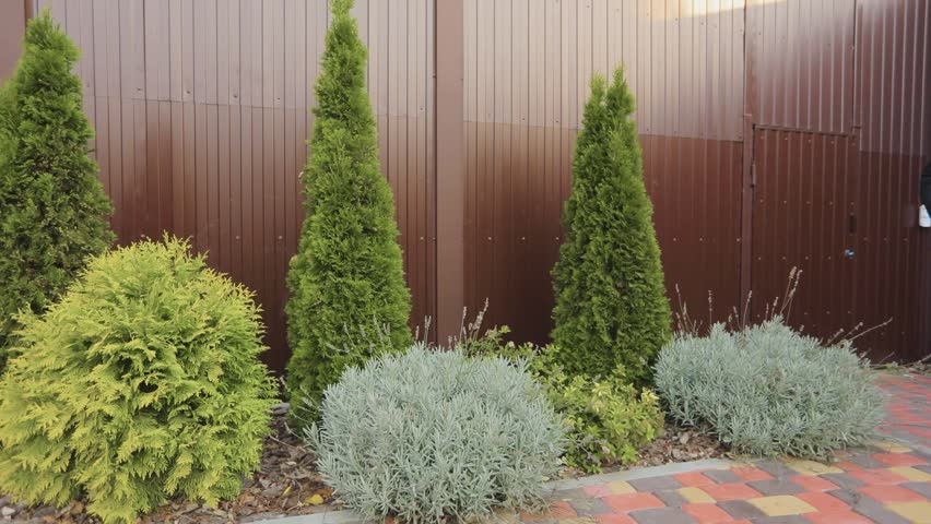 Large thuja grow in the yard. Ornamental plants on the site. Yard with ornamental plants.