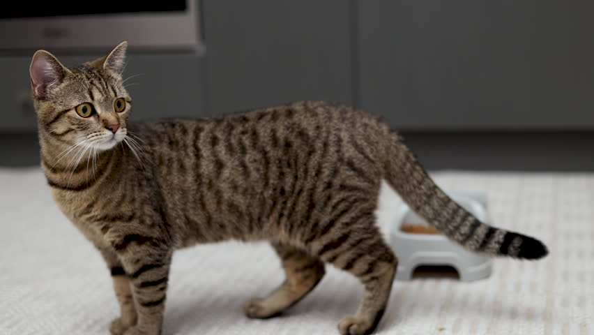 adorable tabby cat refuse to eat dry food from bowl walking on the kitchen,lying on floor making whims.cute female domestic pet inside house home doesn't approach from food 4k high quality video
