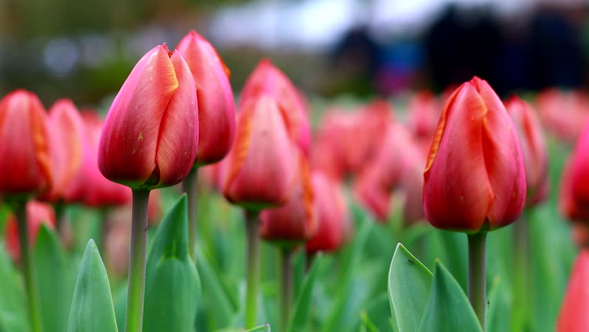 Field of colorful bright blooming tulips, a large group garden of multi-colored flowers in nature, Tulip flower blossom in springtime. The Beauty of Nature, Garden Tulip at Morges, Vaud Switzerland 