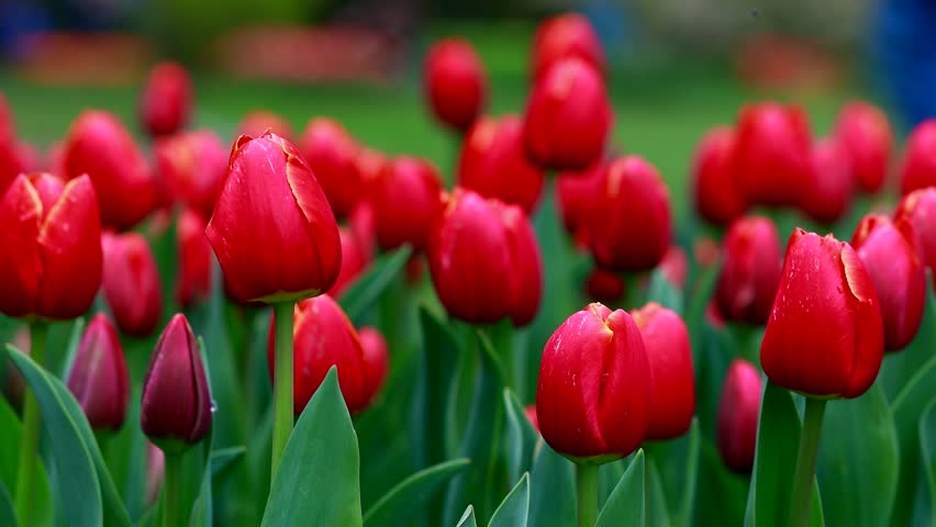 Field of colorful bright blooming tulips, a large group garden of multi-colored flowers in nature, Tulip flower blossom in springtime. The Beauty of Nature, Garden Tulip at Morges, Vaud Switzerland 