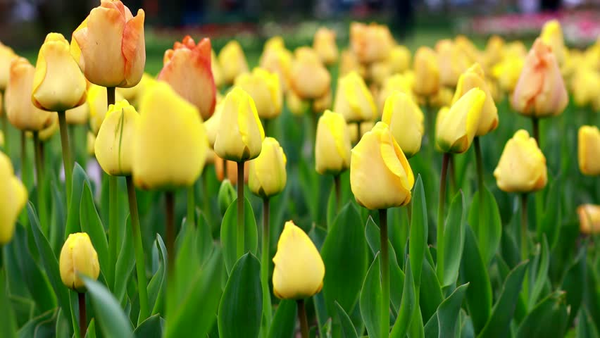 Field of colorful bright blooming tulips, a large group garden of multi-colored flowers in nature, Tulip flower blossom in springtime. The Beauty of Nature, Garden Tulip at Morges, Vaud Switzerland 