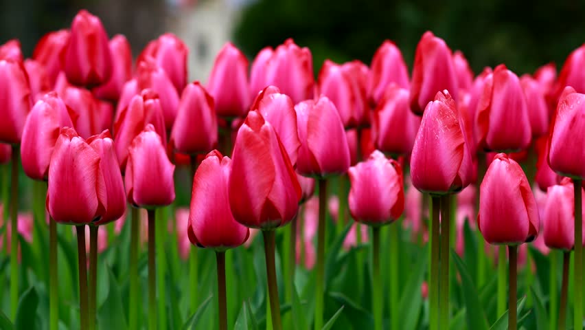 Field of colorful bright blooming tulips, a large group garden of multi-colored flowers in nature, Tulip flower blossom in springtime. The Beauty of Nature, Garden Tulip at Morges, Vaud Switzerland 