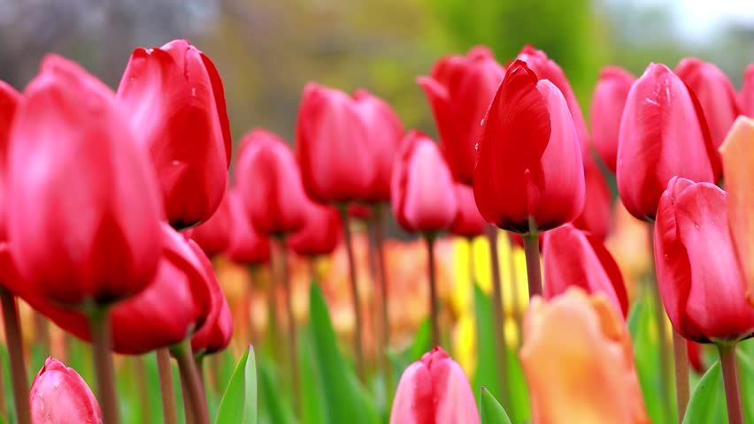 Field of colorful bright blooming tulips, a large group garden of multi-colored flowers in nature, Tulip flower blossom in springtime. The Beauty of Nature, Garden Tulip at Morges, Vaud Switzerland 