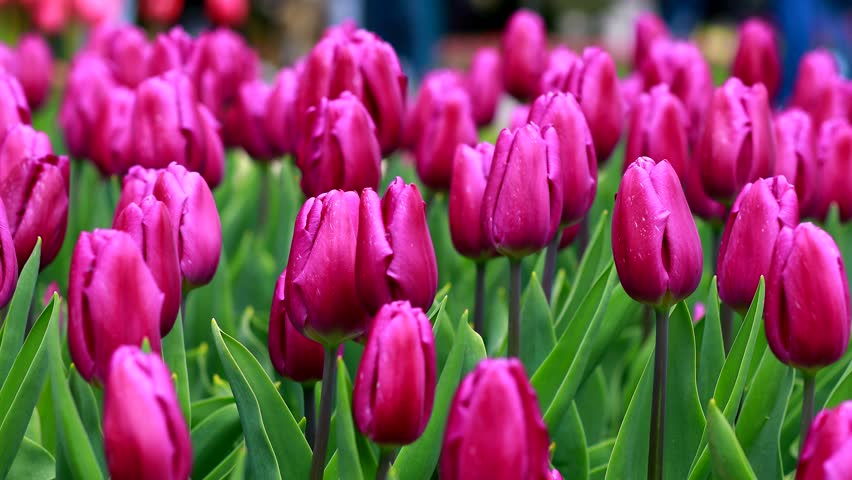 Field of colorful bright blooming tulips, a large group garden of multi-colored flowers in nature, Tulip flower blossom in springtime. The Beauty of Nature, Garden Tulip at Morges, Vaud Switzerland 