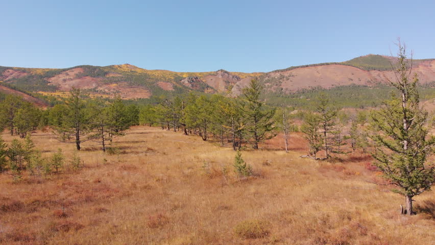 Coniferous forest in early autumn. There are picturesque mountains in the background. 4k footage