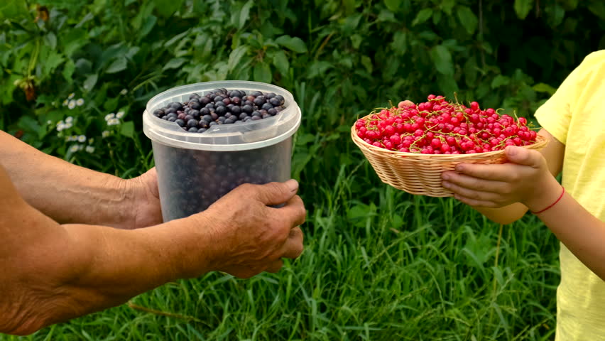 The child and grandmother pick currants in the garden. Selective focus. Food.