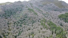 Aerial footage of birch forest on mountain in Montederramo, winter 