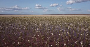 4K aerial video of lilies field in full bloom that occurs once in five years in Maltahohe area of Namibia, southern Africa