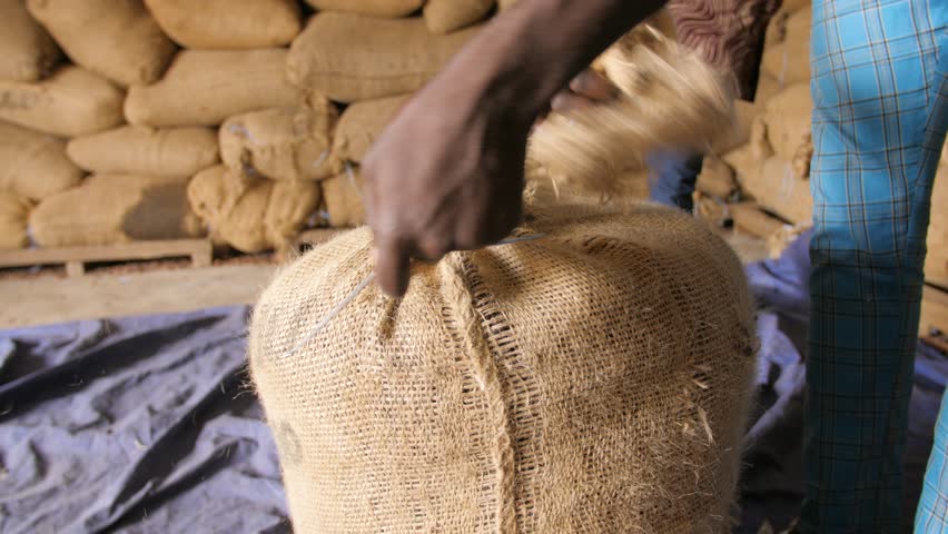 A farmer closes the cocoa bag filled with beans, in Ivory Coast Royalty-Free Stock Footage #1102693323