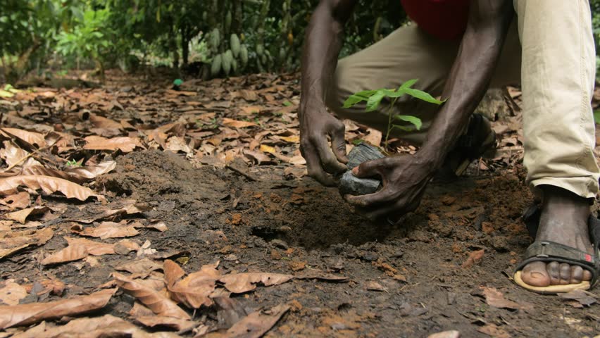 A farmer plants a cocoa plant in his field, in Ivory Coast Royalty-Free Stock Footage #1102693463