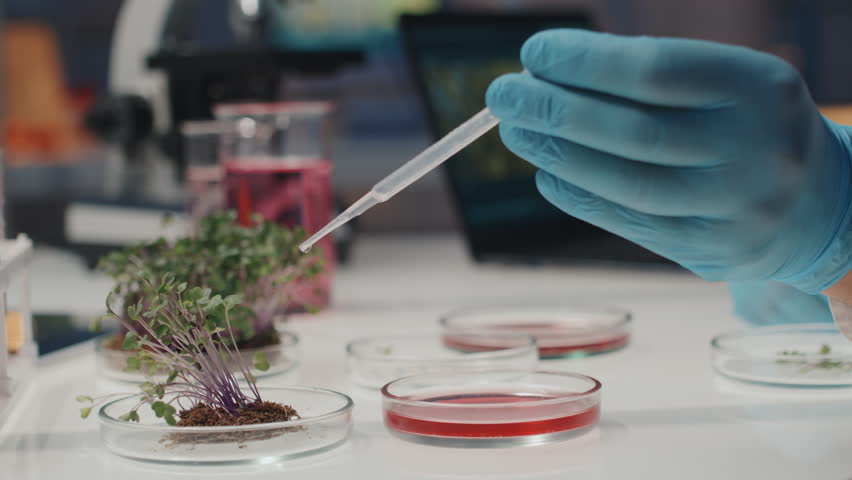 Gloved hand of researcher holding pipette and dripping some drops of liquid substance in soil where growing small green seedlings of new sorts of cultivated plants Royalty-Free Stock Footage #1102696033