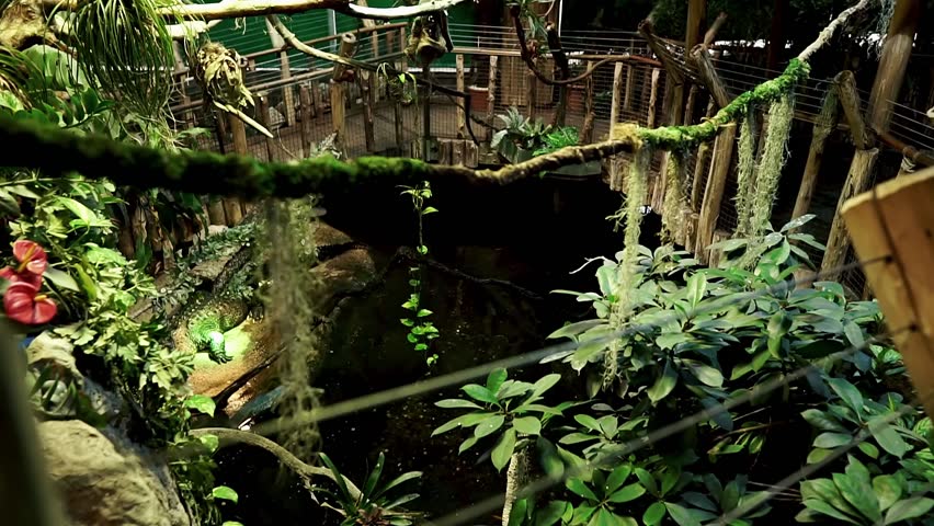 Tropicarium-Oceanarium Budapest. The largest aquarium in Eastern Europe.Tropical rainforest and aquarium with viewing tunnel. Hundreds of animals, including exotic birds, crocodiles, marmosets.