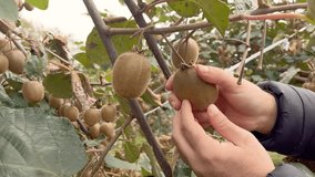 Footage of a hand picking kiwi fruits from a tree.