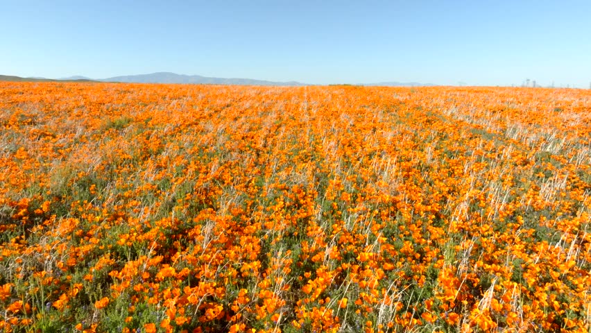 April 2023 - 4K Aerial of Poppy Flowers Super Bloom in Antelope Valley, California, USA. Royalty-Free Stock Footage #1102712081