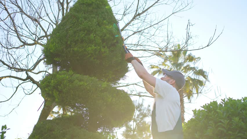 a male gardener in uniform with garden scissors cuts topiary bushes