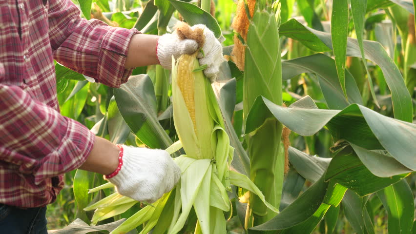 Farmer woman examining corn on the cob in field. Female hands peel ripe ear of corn. Royalty-Free Stock Footage #1102724299