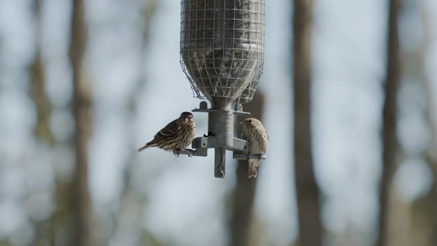 Pine Siskin Birds Perching On Seed Feeder. Selective Focus Shot