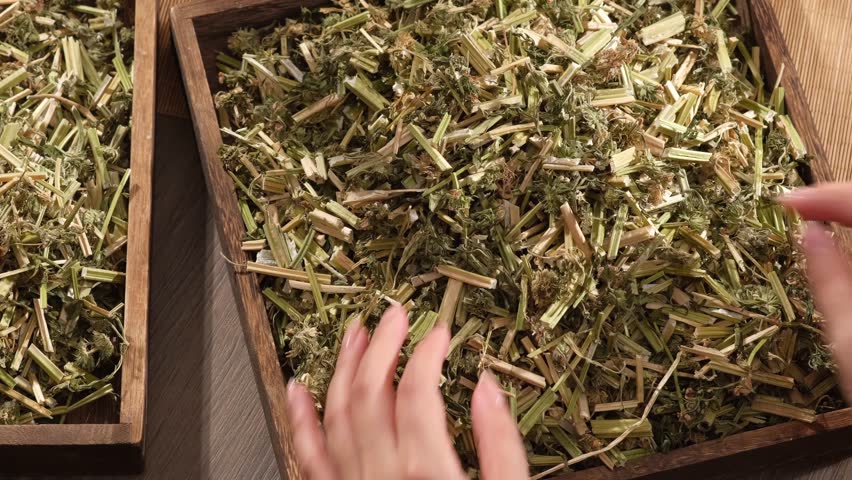 Female hand is picking up small handfuls of dried common motherwort herb from wooden tray on brown background. Herbal collection for the preparation of a tonic drink
 Royalty-Free Stock Footage #1102731033