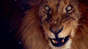 Big male lion king beautiful winter morning portrait at heavy snowfall, Southwest African lion close look with blurred snowflakes filmed on high quality high speed camera nikon z9  - Powered by Shutterstock - Get 15% off with code: PIKWIZARD15