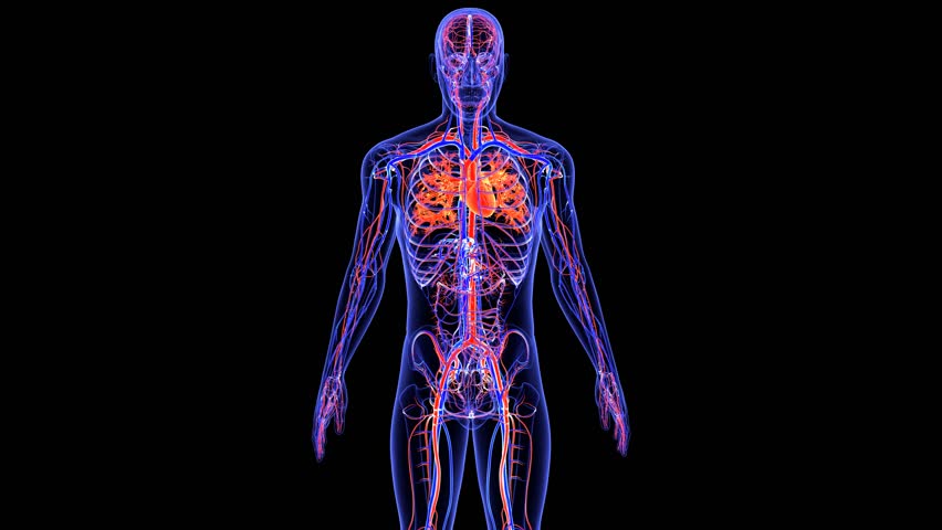 542,765 Human Body Stock Video Footage - 4K and HD Video Clips ...