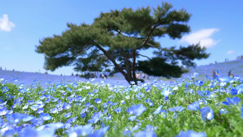 blue nemophila flower field in Hitachi seaside park, tourism in Japan, beautiful blooming blue flower field in summer with blue sky Royalty-Free Stock Footage #1102734103