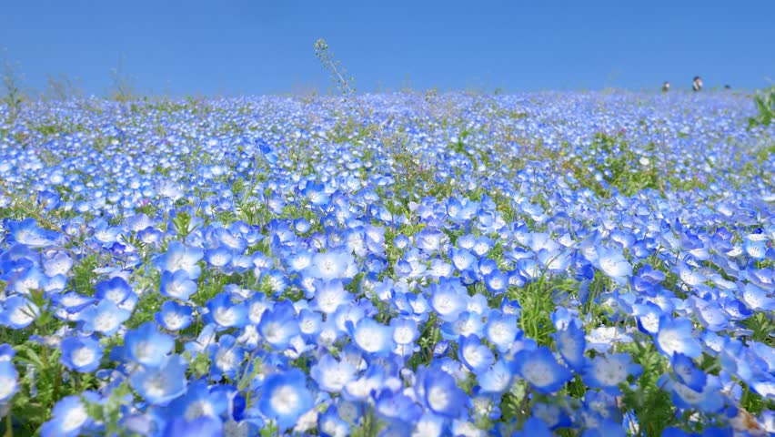 blue nemophila flower field in Hitachi seaside park, tourism in Japan, beautiful blooming blue flower field in summer with blue sky Royalty-Free Stock Footage #1102734105