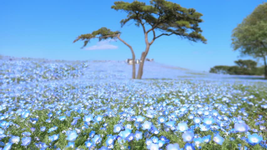 blooming blue flower field in Hitachi seaside park, tourism in Japan, beautiful nemophila flower field in summer with blue sky. High quality 4k footage Royalty-Free Stock Footage #1102734107