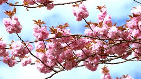 Beautiful pink cherry blossom branches on the blue sky background,   
sakura flowers, soft focus, beautiful cherry blossoms during spring in the garden, nature flower background, copy space, 4K video