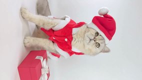 Funny white cat, sitting in a red Santa Claus clothes